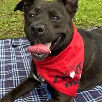 Enlarge Tracker, a Adoptable mixed breed in East Ridge, TN image 4/6