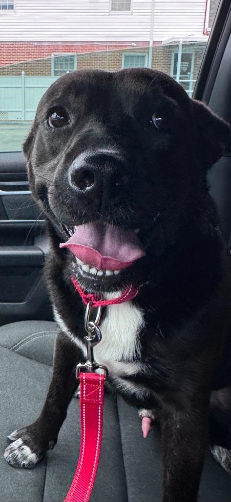 Tracker, a Adoptable mixed breed in East Ridge, TN image 5/6