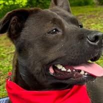 Enlarge Tracker, a Adoptable mixed breed in East Ridge, TN image 5/6