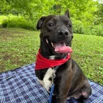 Enlarge Tracker, a Adoptable mixed breed in East Ridge, TN image 6/6