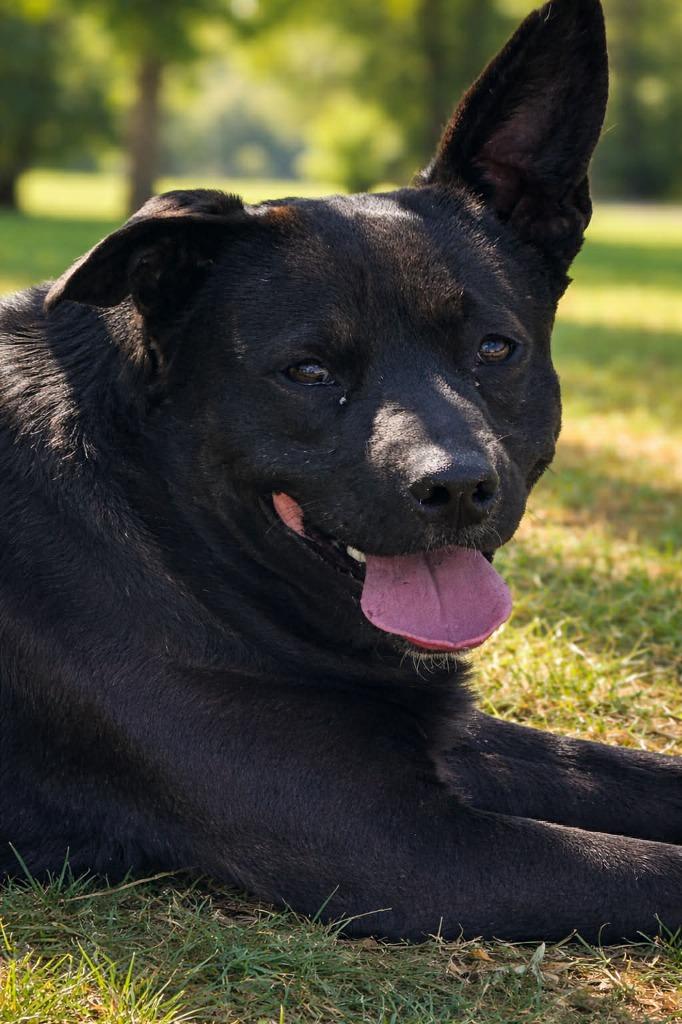 Enlarge Tracker, a Adoptable mixed breed in East Ridge, TN image 3/3