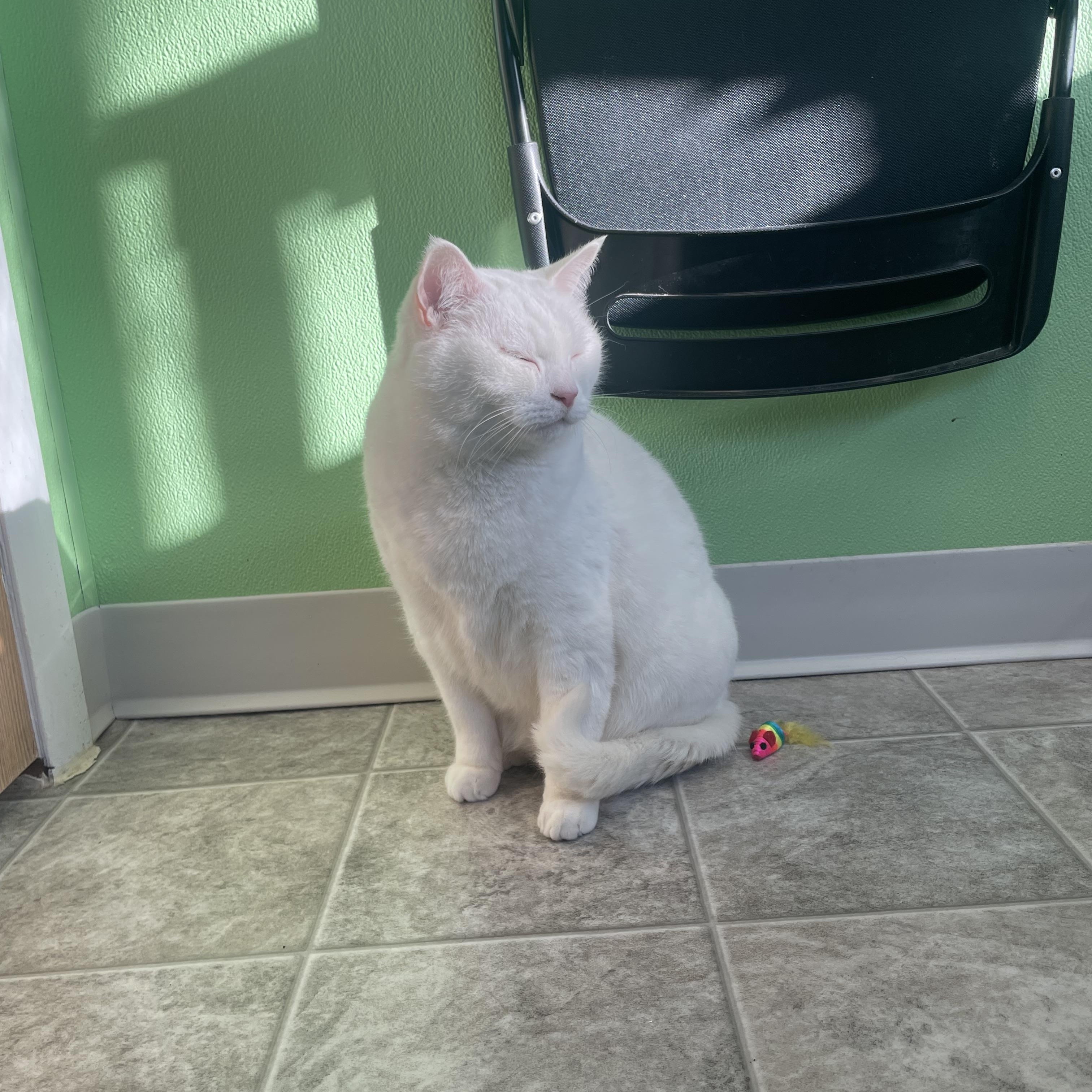 Angel, a Adoptable mixed breed in Greenbelt, MD image 6/6