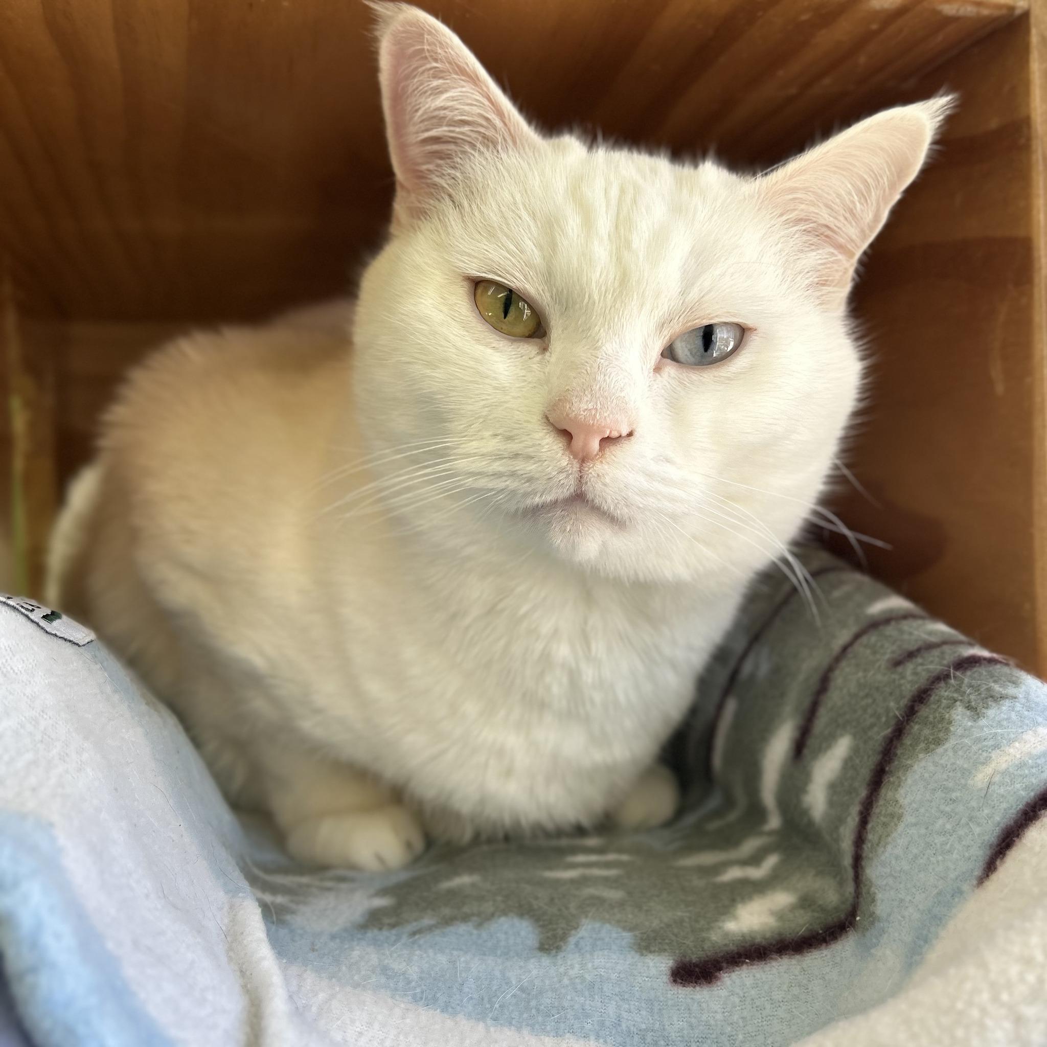 Angel, a Adoptable mixed breed in Greenbelt, MD image 1/6