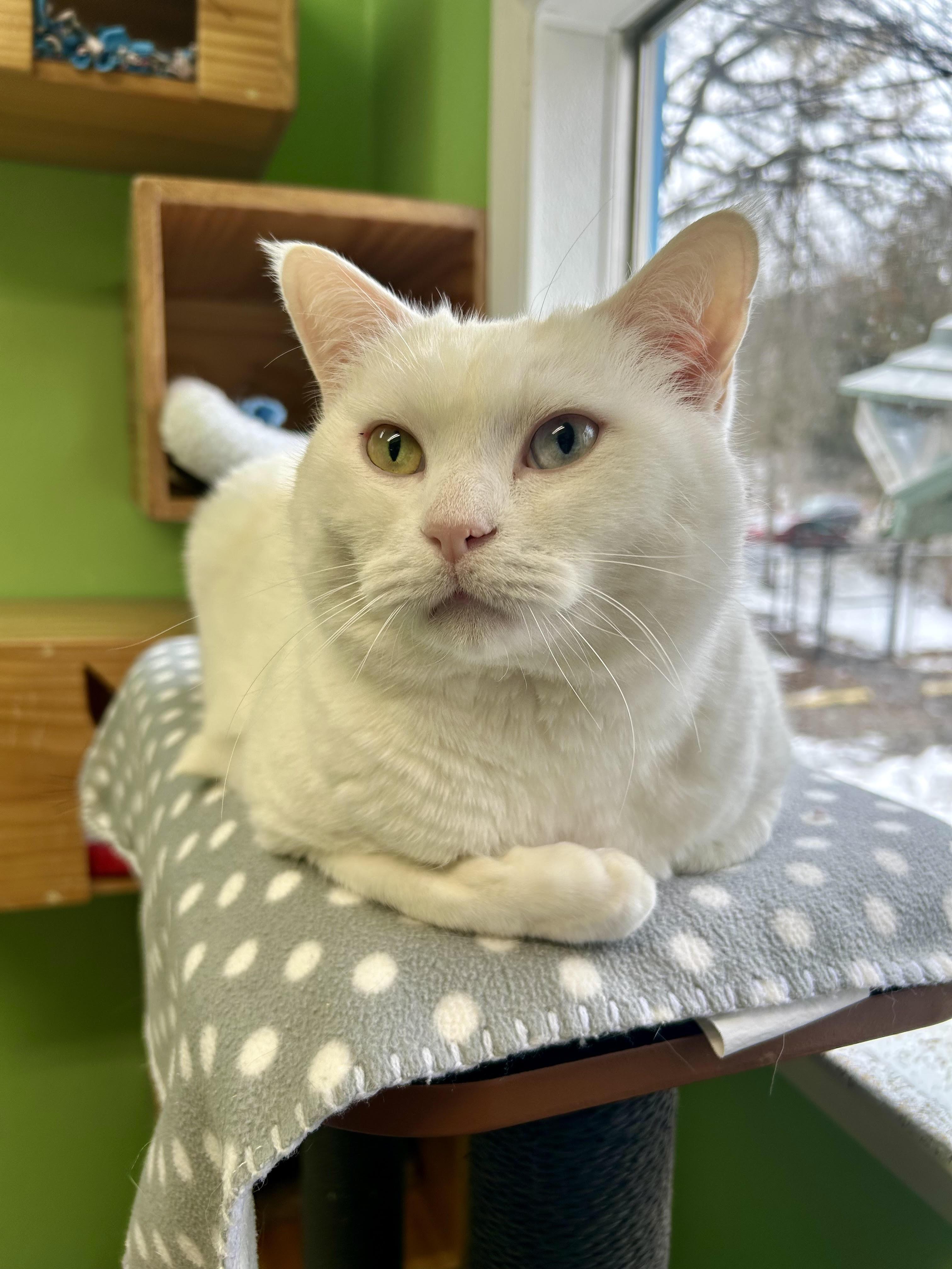 Angel, a Adoptable mixed breed in Greenbelt, MD image 4/6