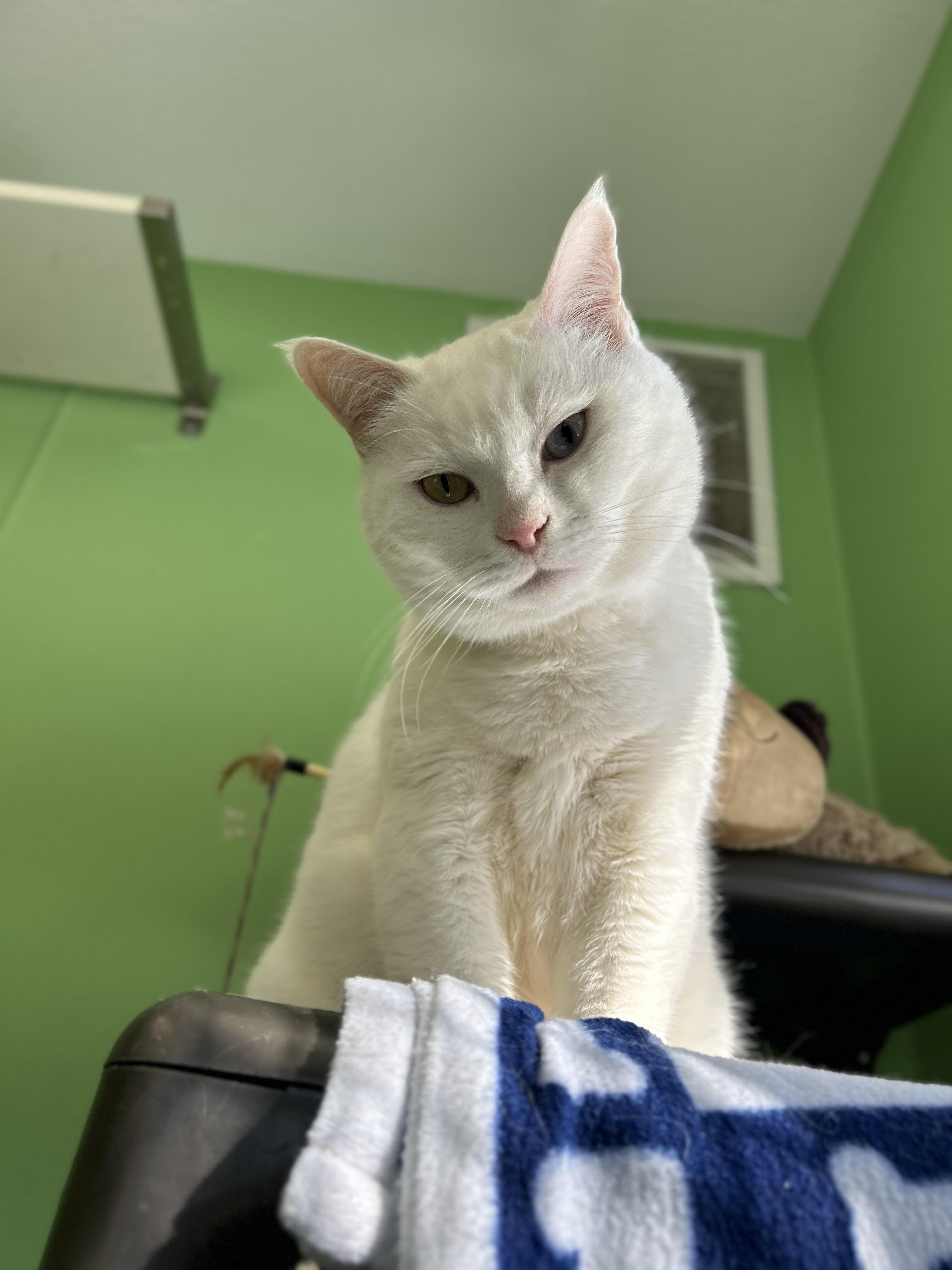 Angel, a Adoptable mixed breed in Greenbelt, MD image 2/6