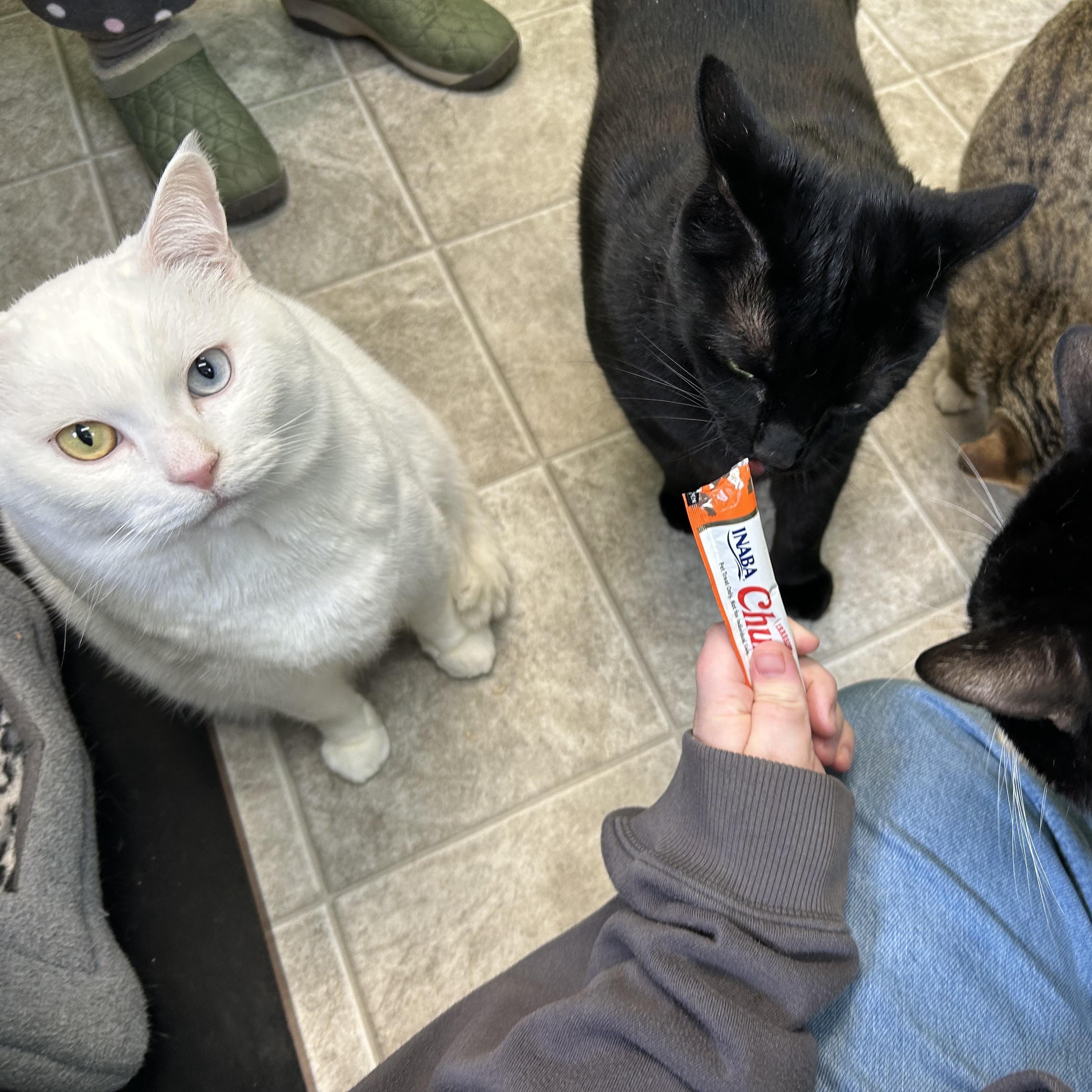 Angel, a Adoptable mixed breed in Greenbelt, MD image 5/6