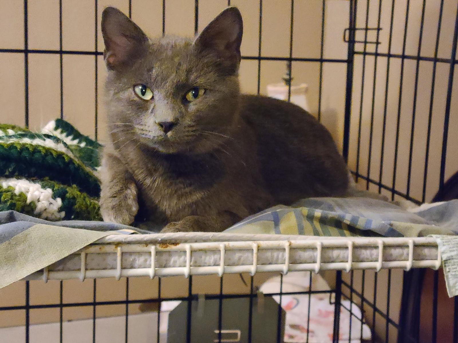 Enlarge Acorn, a Adoptable Domestic Short Hair in Crossville, TN image 1/1