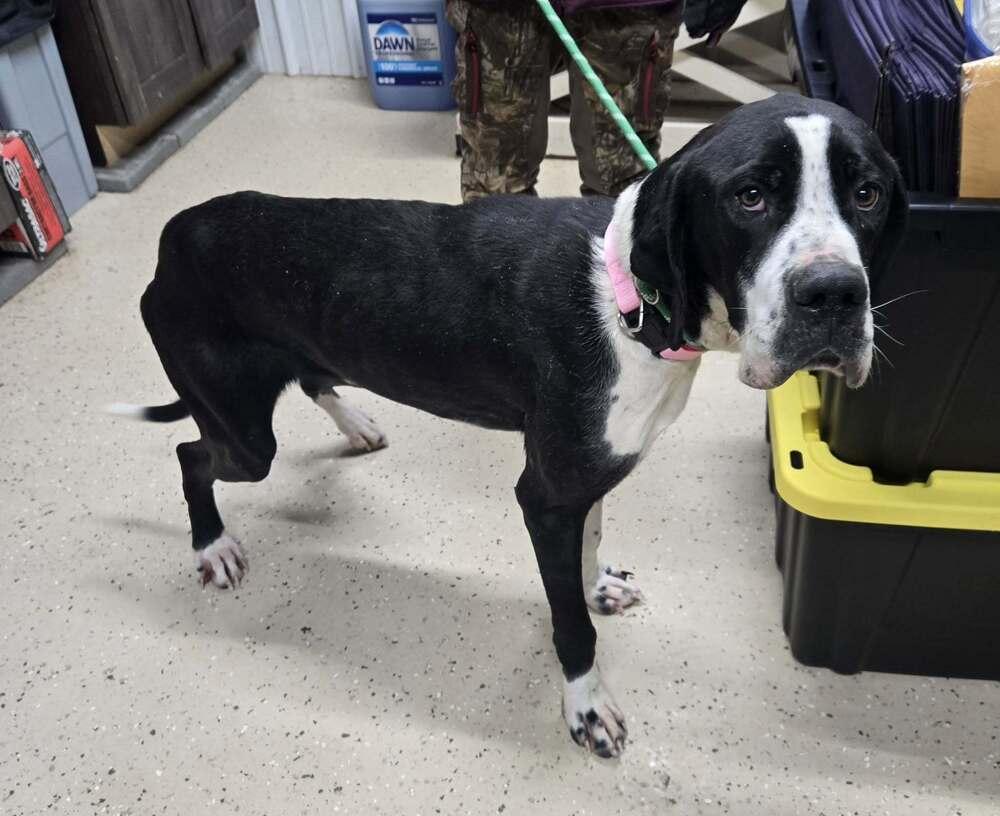 Enlarge Claire, a Adoptable mixed breed in Waverly, OH image 1/1