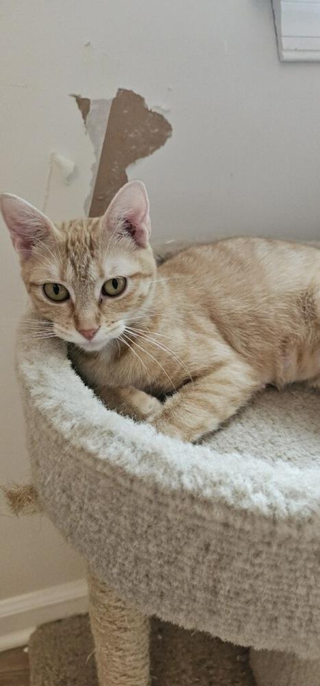 Mama Peaches (Kensington 6), Adoptable, Kitten Female Domestic Short Hair.