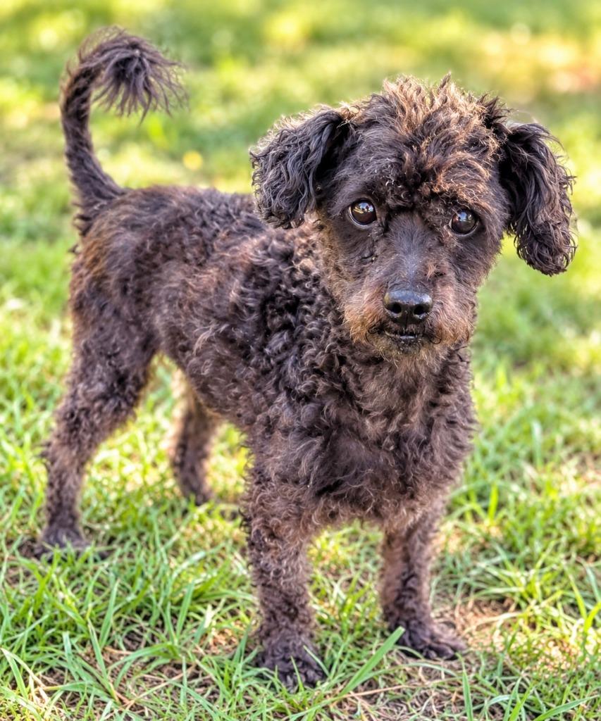 Bindo, Adopted, Senior Male Poodle & Shih Tzu.