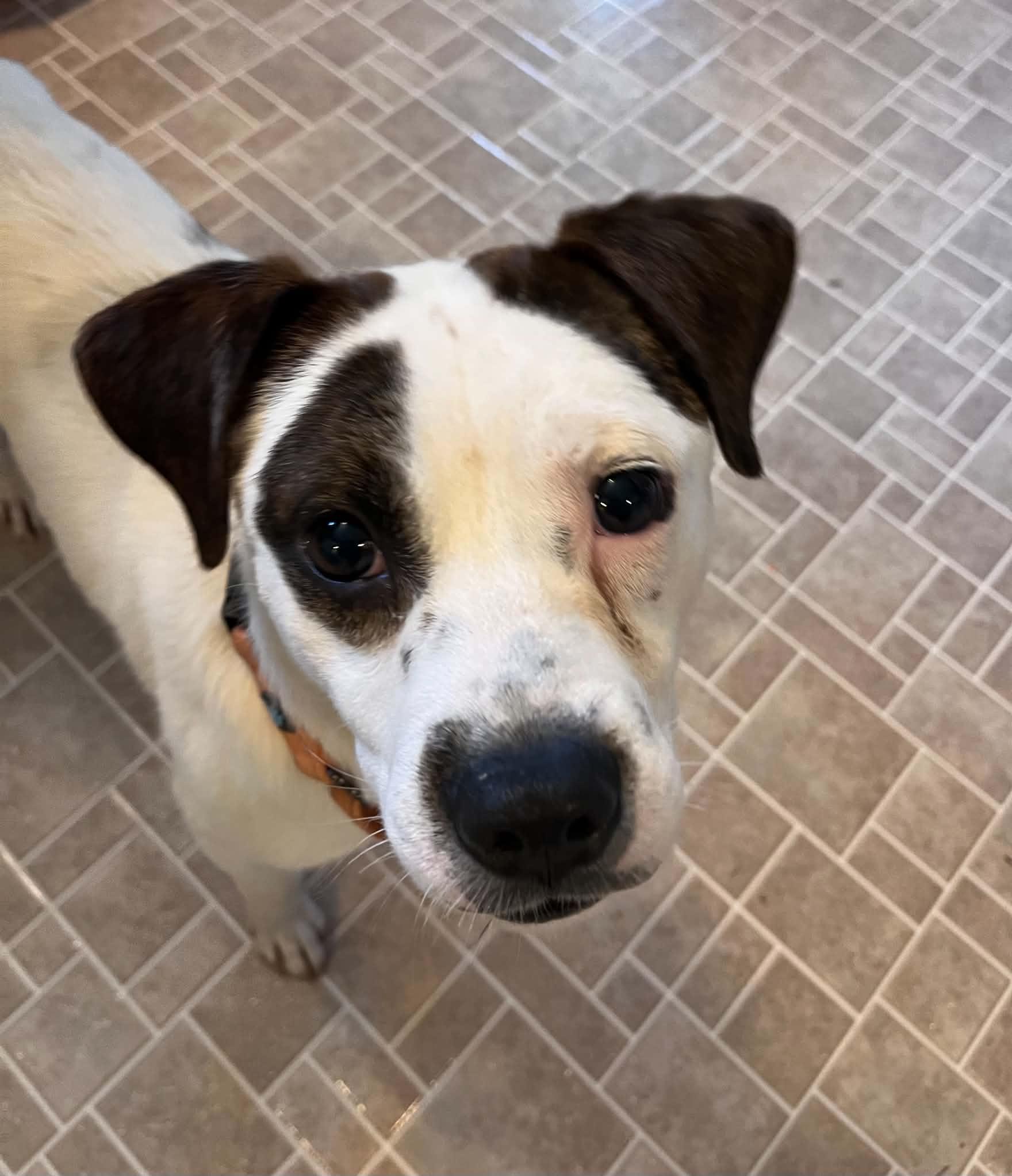 Enlarge Spot, a ADOPTABLE mixed breed in Grand Rapids, MI image 1/4