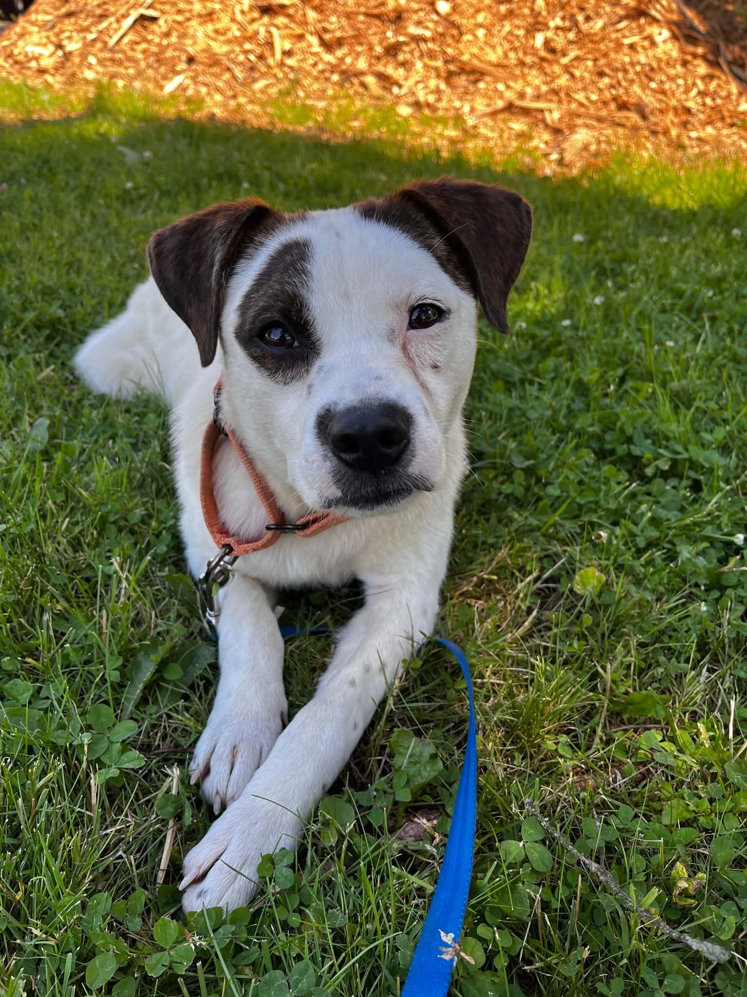 Enlarge Spot, a ADOPTABLE mixed breed in Grand Rapids, MI image 4/4