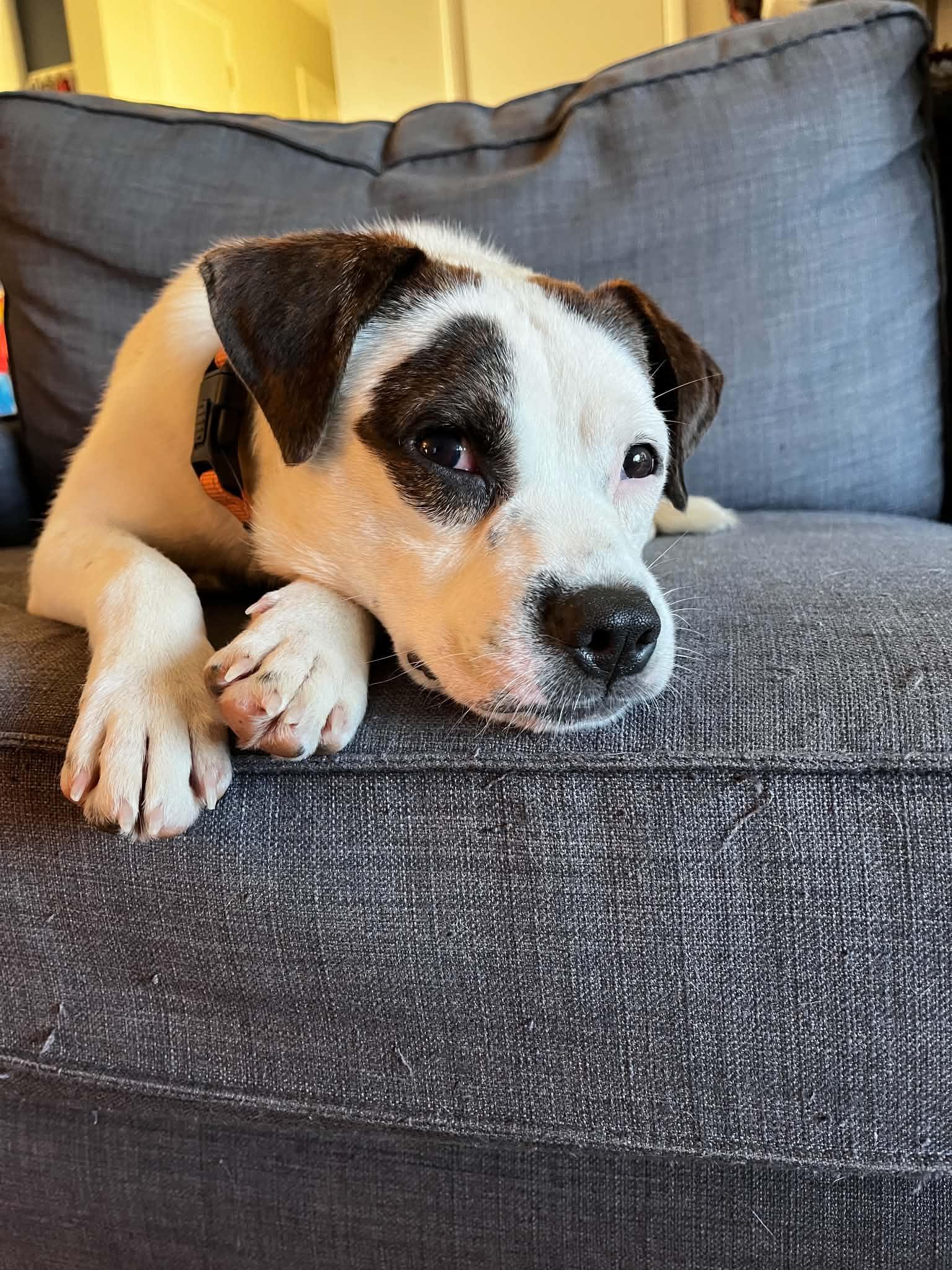 Enlarge Spot, a ADOPTABLE mixed breed in Grand Rapids, MI image 2/4