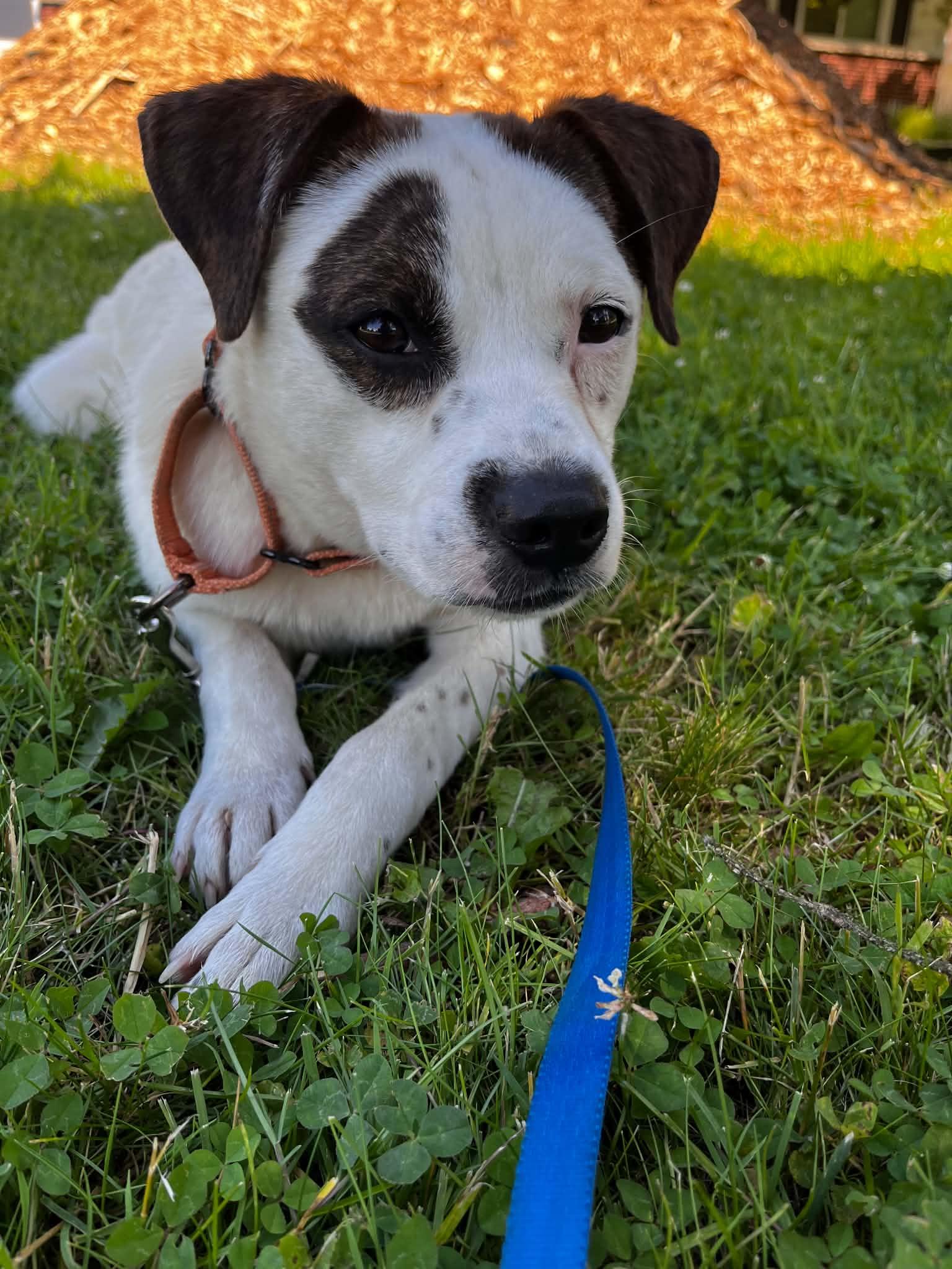 Enlarge Spot, a ADOPTABLE mixed breed in Grand Rapids, MI image 3/4