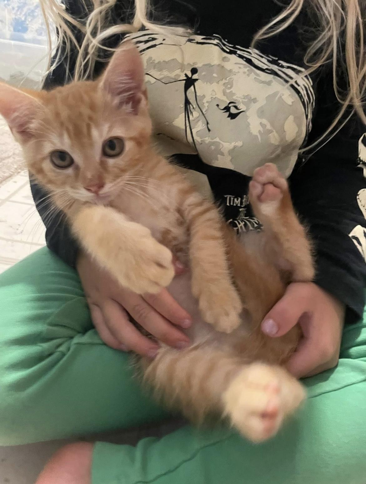 Clementine, Baby Male American Shorthair