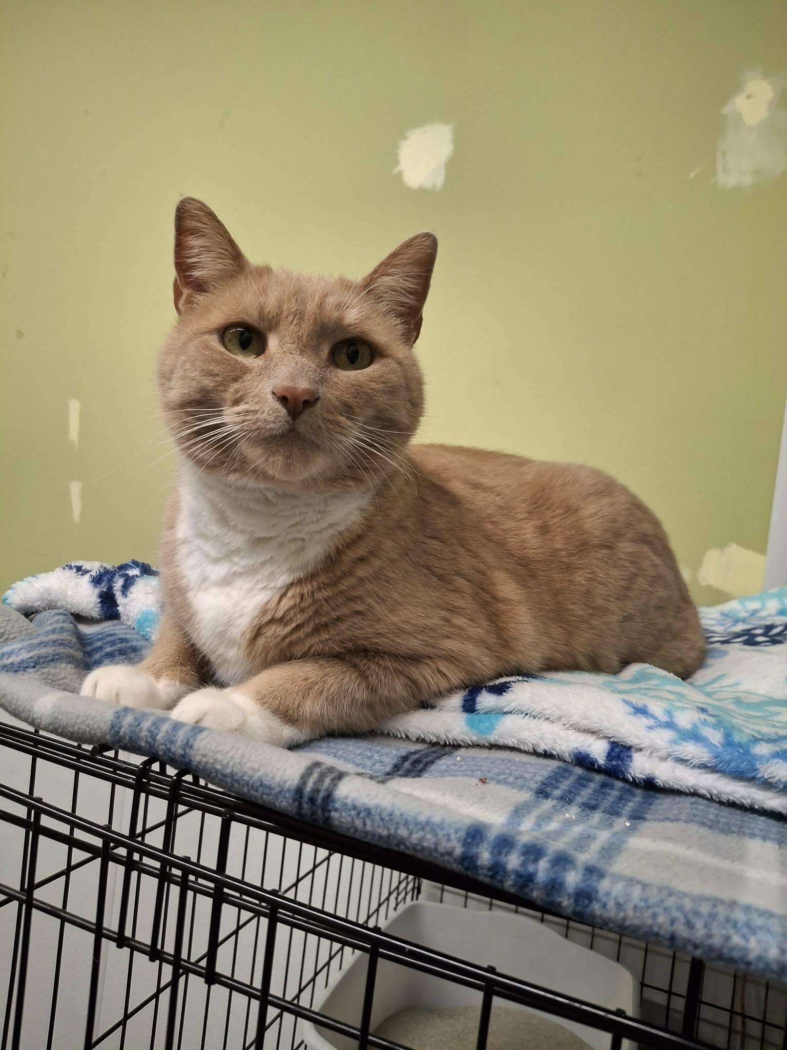 Mufasa, Adopted, Adult Male Domestic Short Hair.