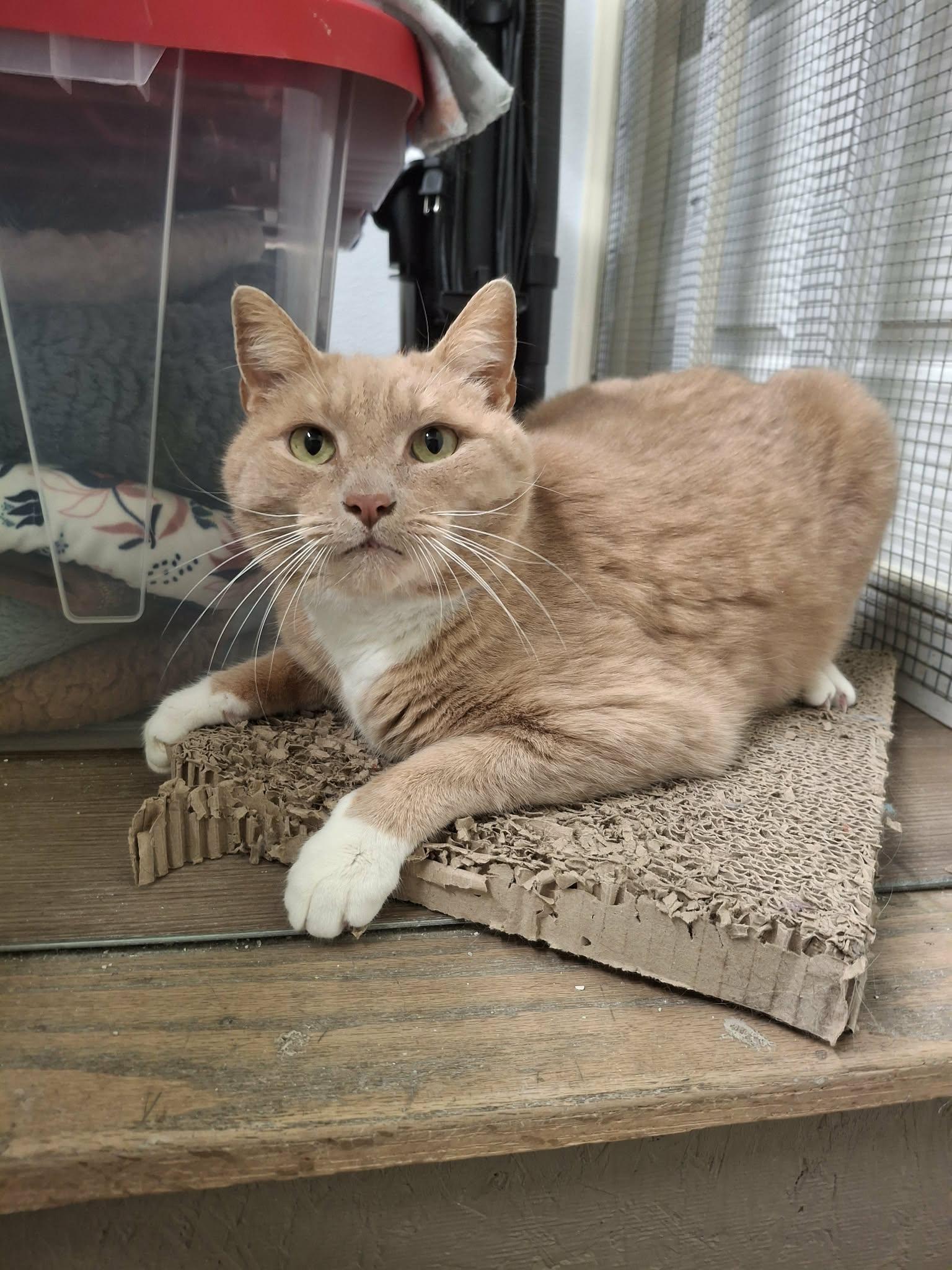 Enlarge Mufasa, a Adopted Domestic Short Hair in Gonic, NH image 2/3