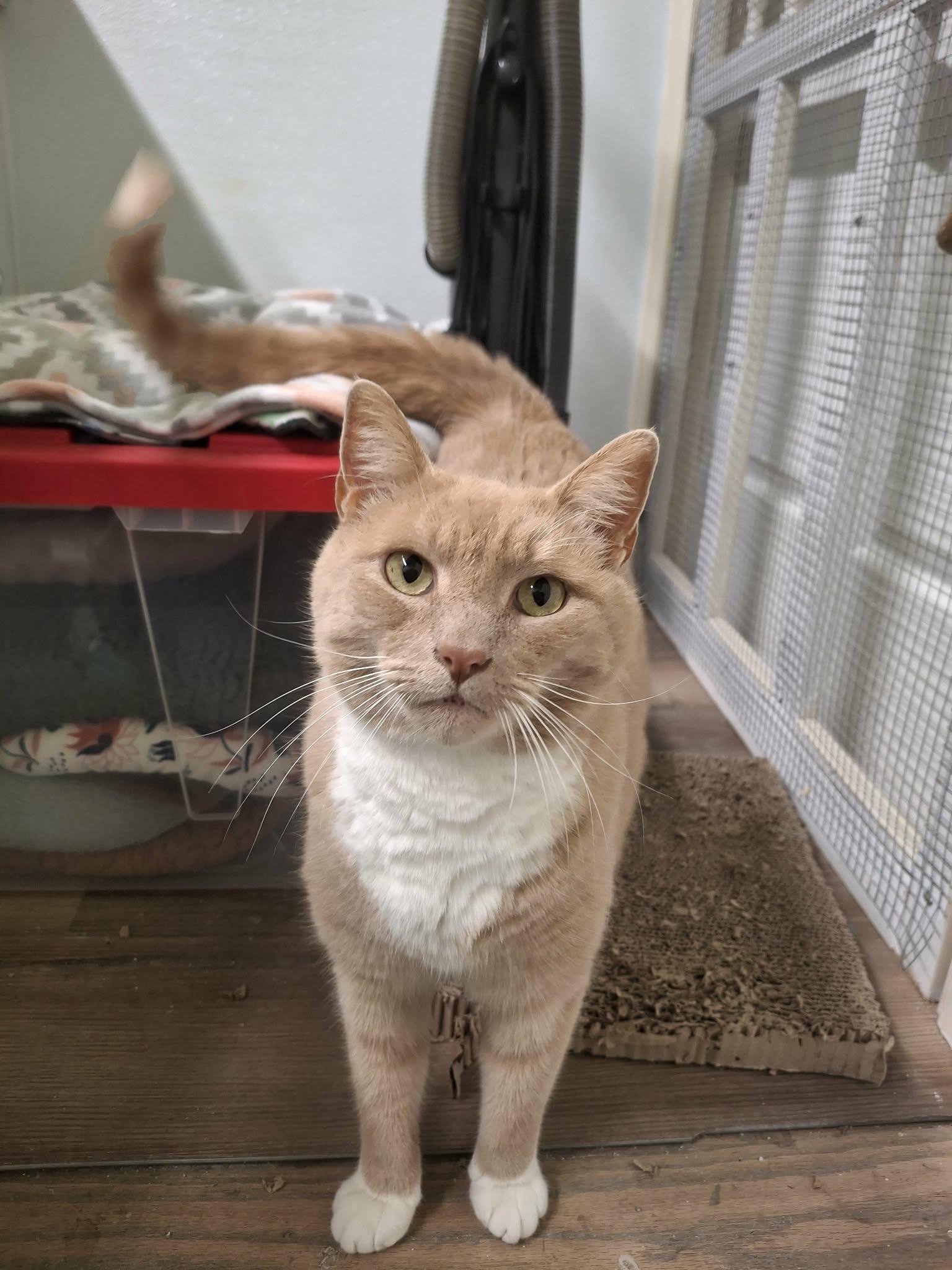 Enlarge Mufasa, a Adopted Domestic Short Hair in Gonic, NH image 3/3