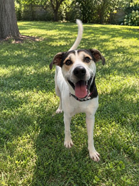 CYRUS (Rescues welcome), Adoptable, Adult Male Hound.