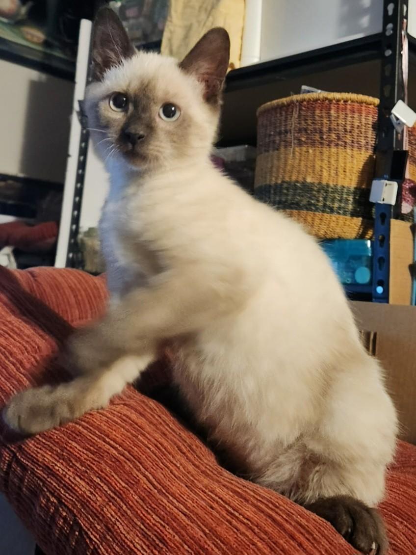 Enlarge Sheldon Taylor, an adopted Siamese in Mansfield Center, CT image 1/1