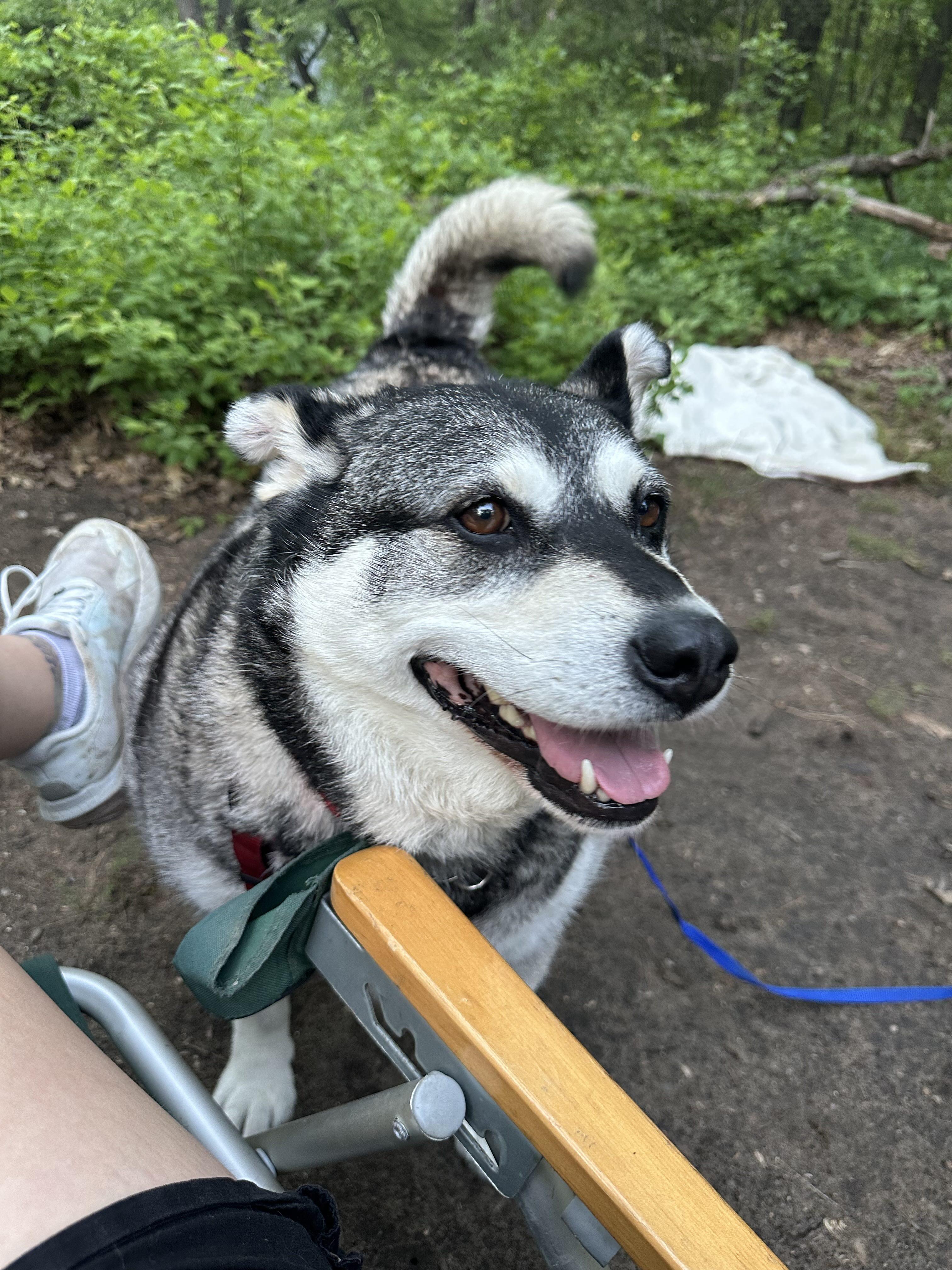 Enlarge Keeta, a Adoptable mixed breed in Oakville, ON image 6/6