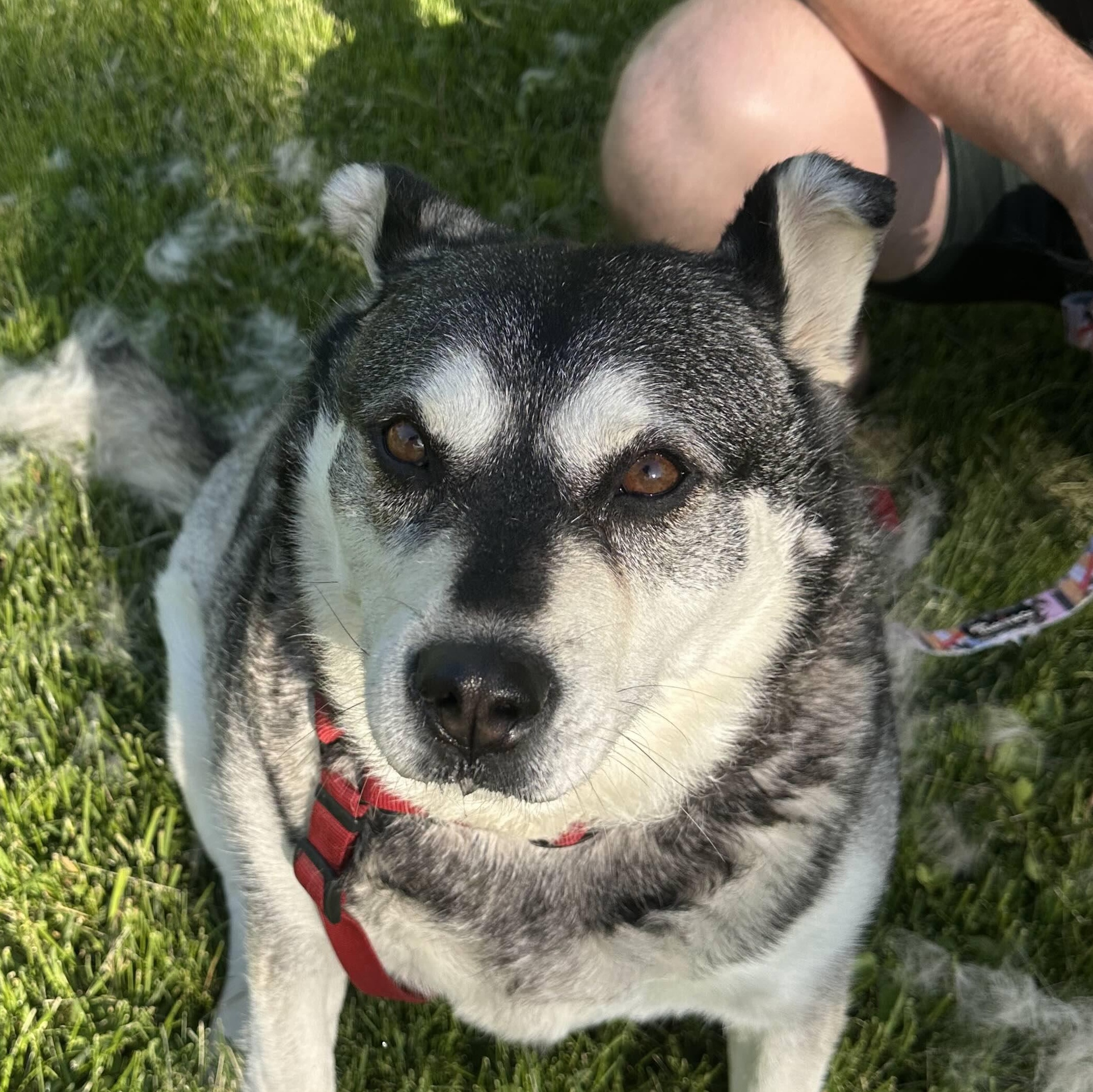 Keeta, Adoptable, Adult Female Husky.