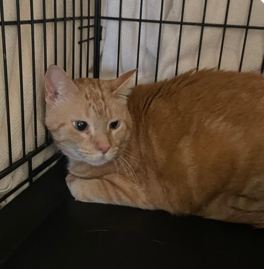 Enlarge Hans, an adopted Tabby in Billings, MT image 1/1