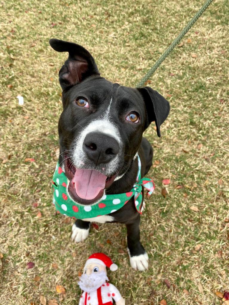 Meeko, Adoptable, Adult Male Terrier & Mixed Breed.