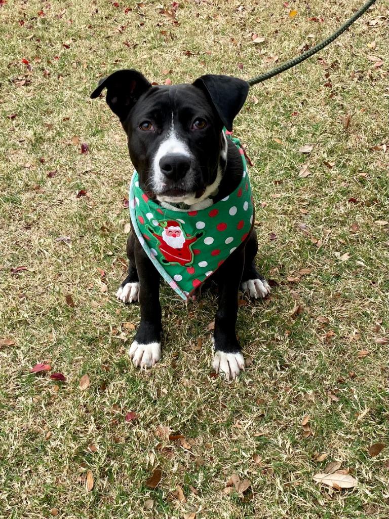 Enlarge Meeko, a Adoptable mixed breed in Seagoville, TX image 3/4