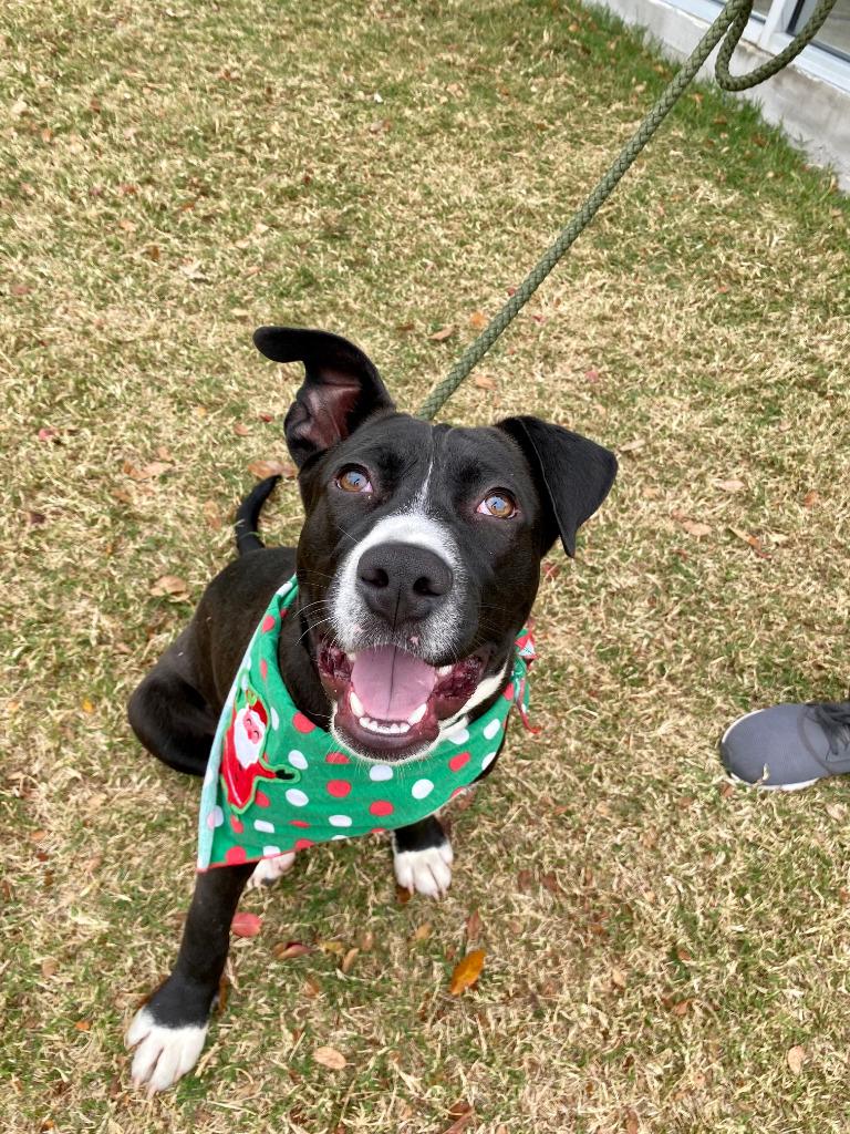 Enlarge Meeko, a Adoptable mixed breed in Seagoville, TX image 4/4