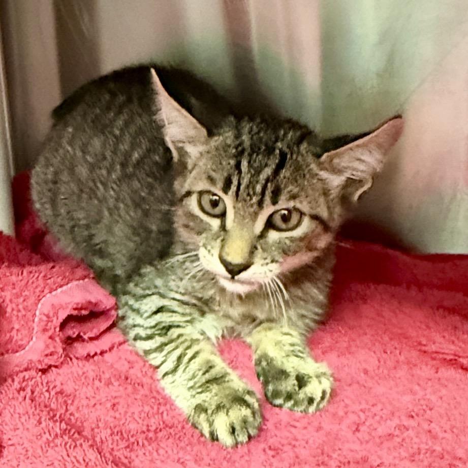 Cloud, Adoptable, Kitten Male Domestic Short Hair.