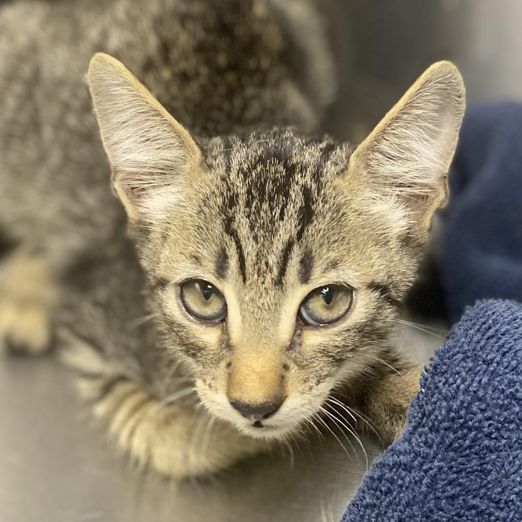 Enlarge Cloud, a Adoptable Domestic Short Hair in Riverside, CA image 2/2