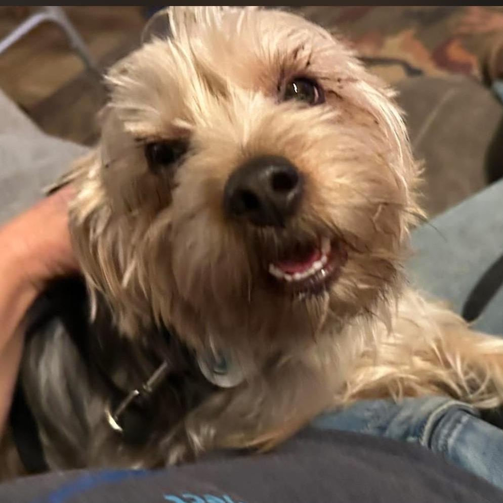 Enlarge Buddy, a ADOPTABLE mixed breed in Santa Rosa, CA image 1/1