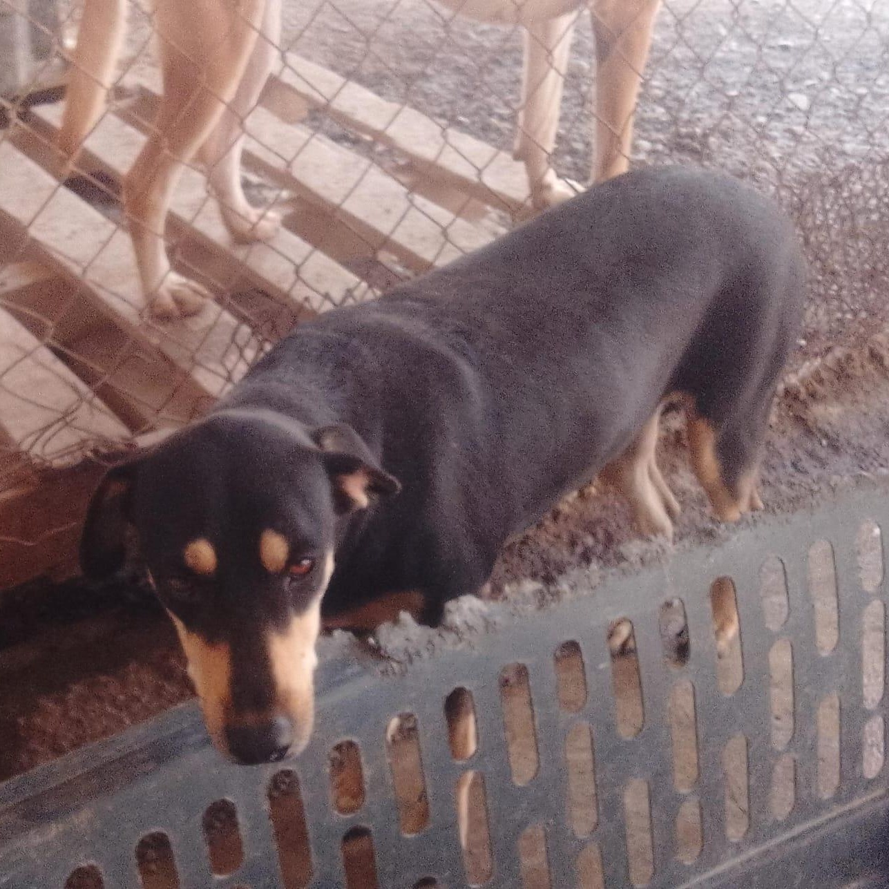 Enlarge Negrita, a Adoptable Mixed Breed in Las Jarretaderas, NAY image 4/6