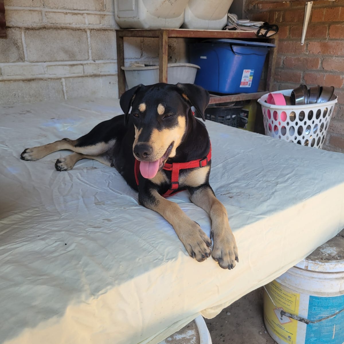 Negrita, a Adoptable Mixed Breed in Las Jarretaderas, NAY image 2/5