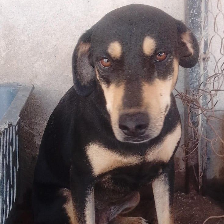 Enlarge Negrita, a Adoptable Mixed Breed in Las Jarretaderas, NAY image 3/6