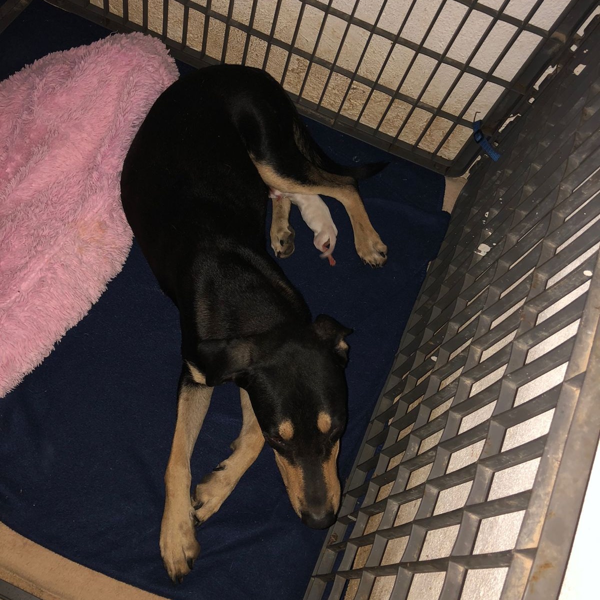 Negrita, a Adoptable Mixed Breed in Las Jarretaderas, NAY image 4/5