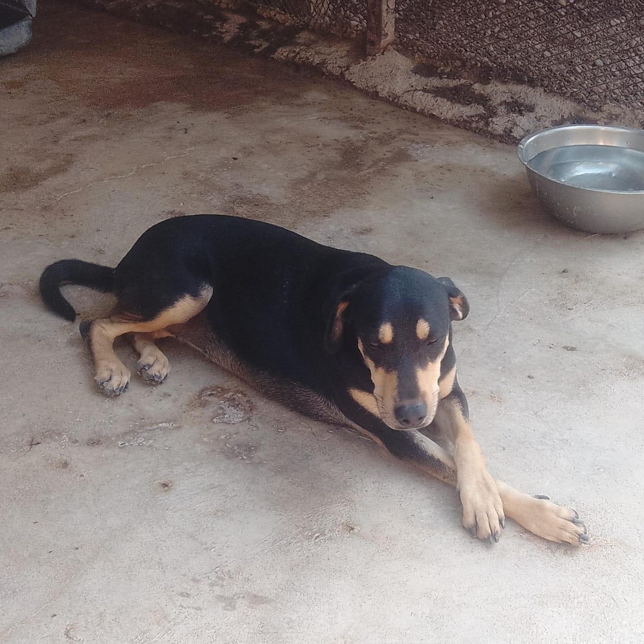 Enlarge Negrita, a Adoptable Mixed Breed in Las Jarretaderas, NAY image 2/6