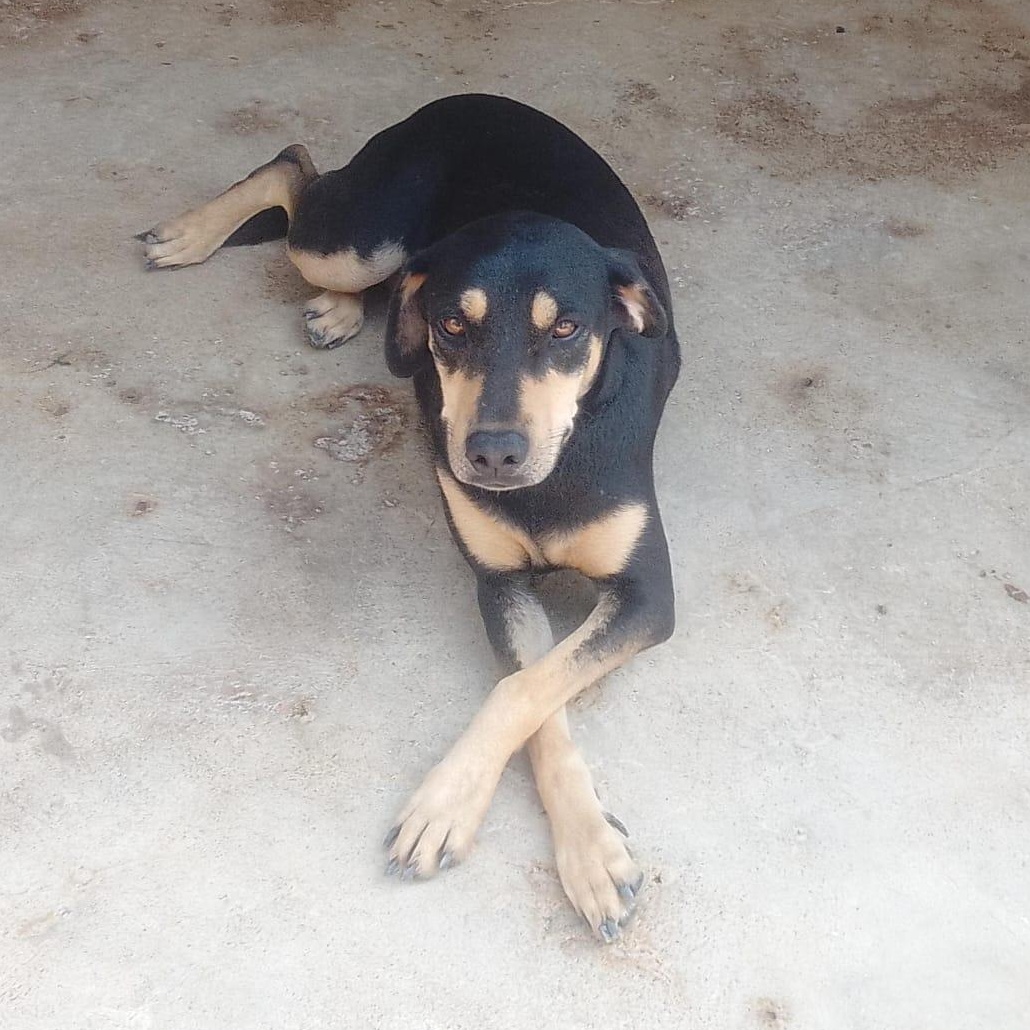 Negrita, Adoptable, Adult Female Mixed Breed.