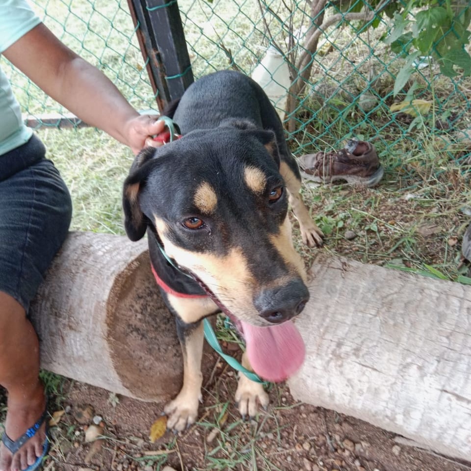Negrita, a Adoptable Mixed Breed in Las Jarretaderas, NAY image 3/5