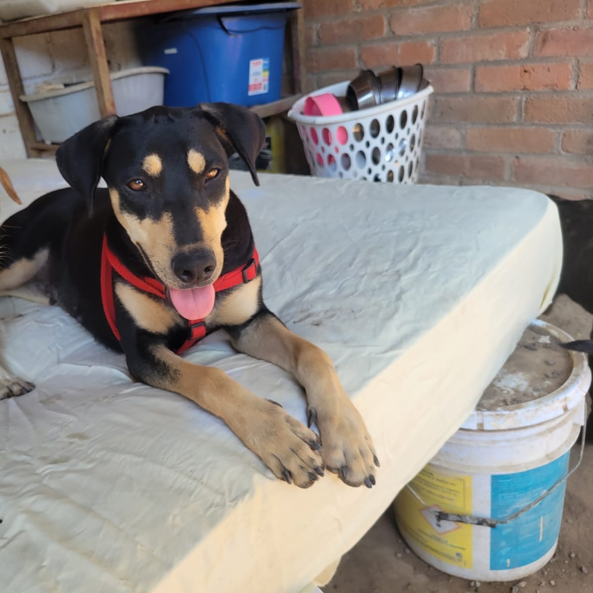 Negrita, Adult Female Mixed Breed