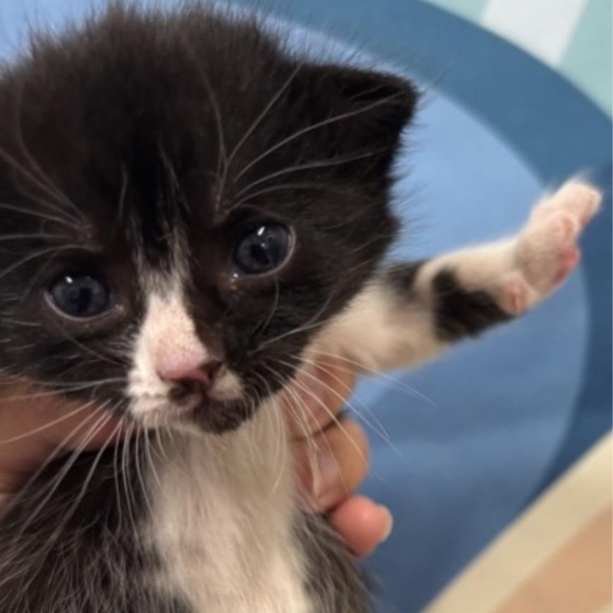 Enlarge Demi, a Adoptable Domestic Short Hair in Midland, TX image 1/3