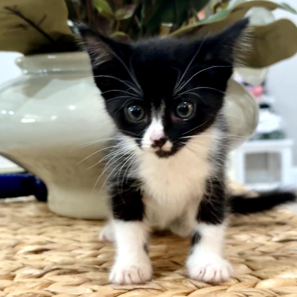 Enlarge Demi, a Adoptable Domestic Short Hair in Midland, TX image 2/3