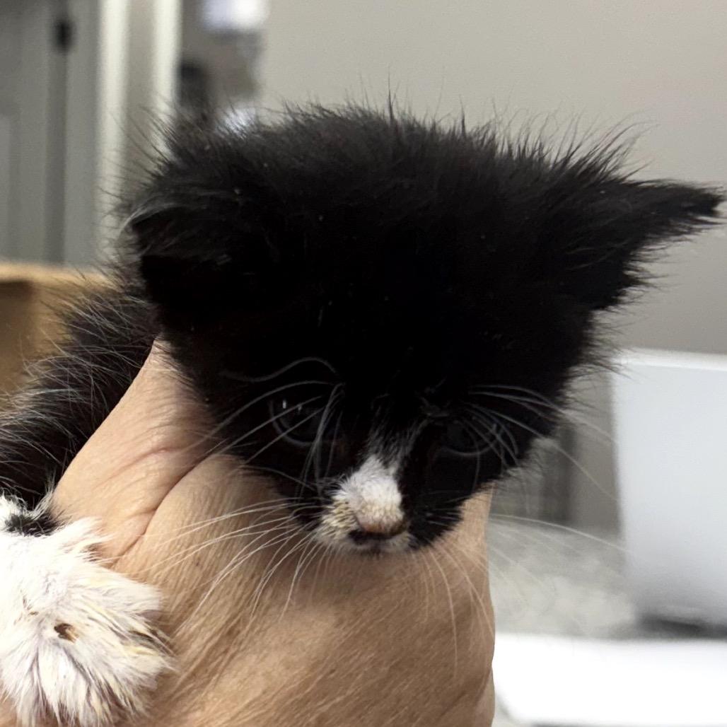 Enlarge Demi, a Adoptable Domestic Short Hair in Midland, TX image 3/3