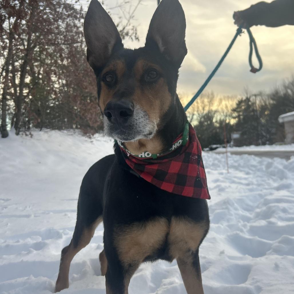 Foley, Adoptable, Adult Male Doberman Pinscher & German Shepherd Dog.