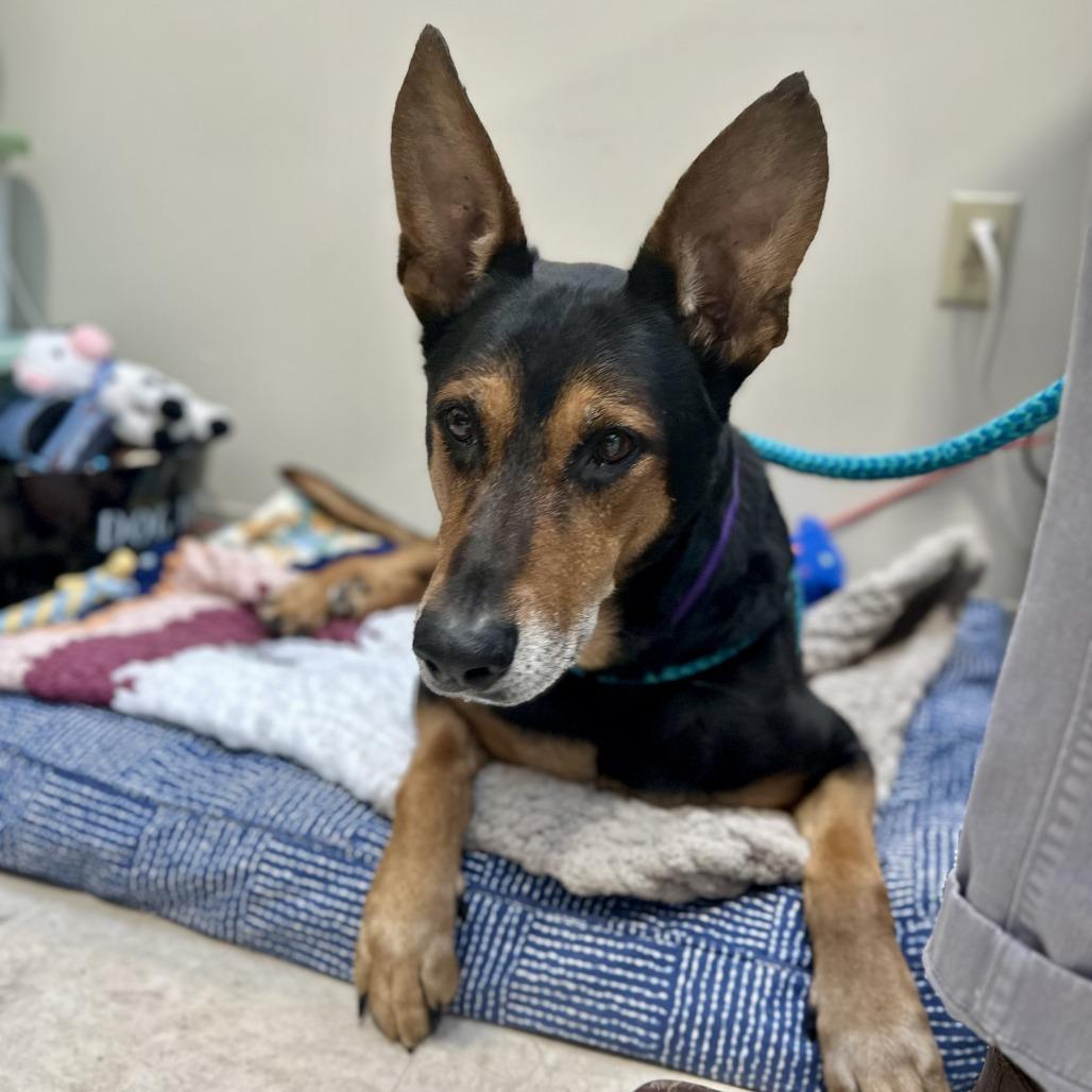 Foley, Adoptable, Senior Male Doberman Pinscher & German Shepherd Dog.