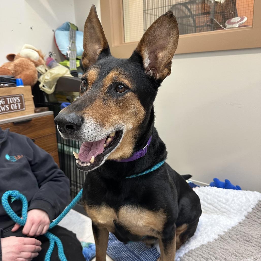 Foley, Adoptable, Senior Male Doberman Pinscher & German Shepherd Dog.