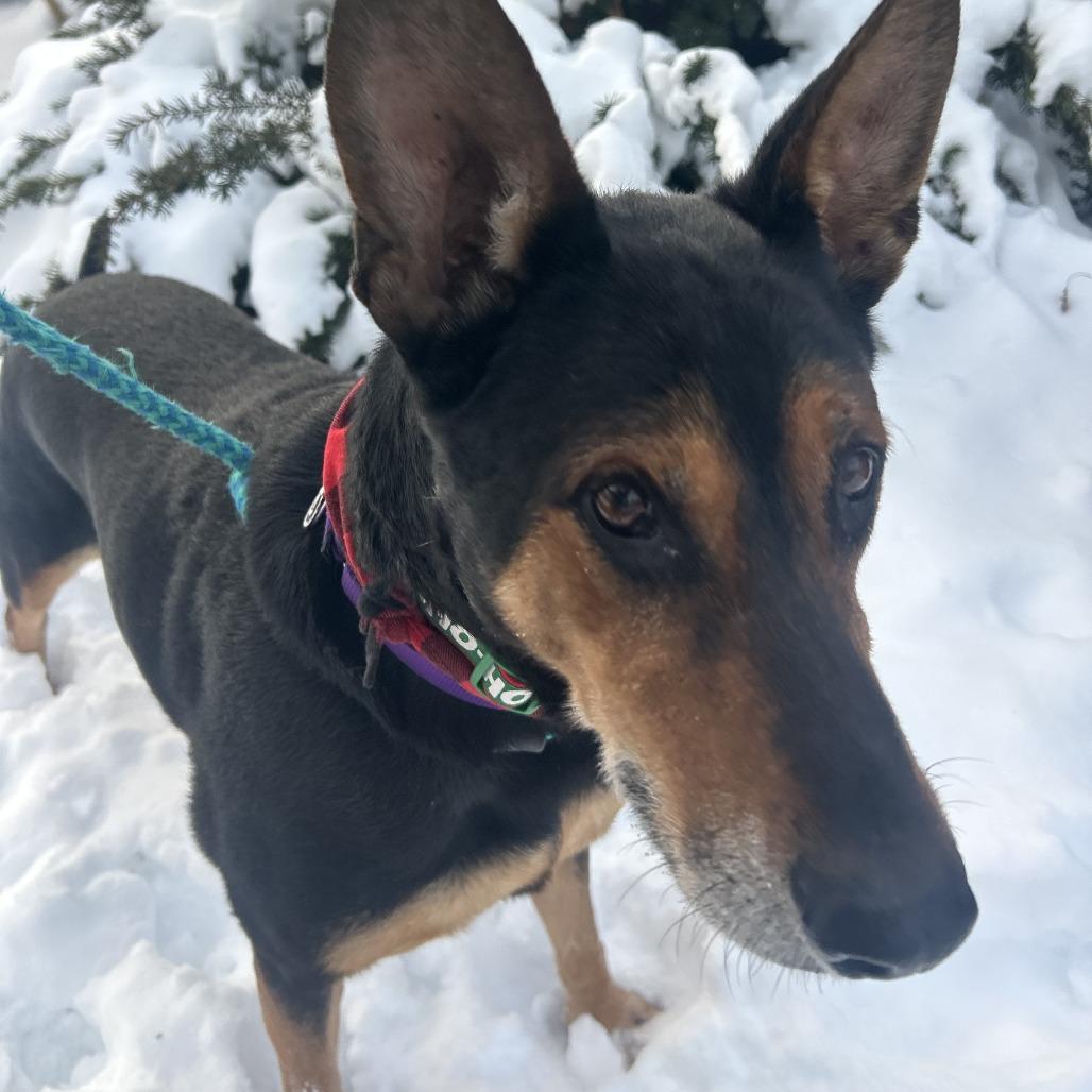 Foley, a Adoptable mixed breed image 2/6