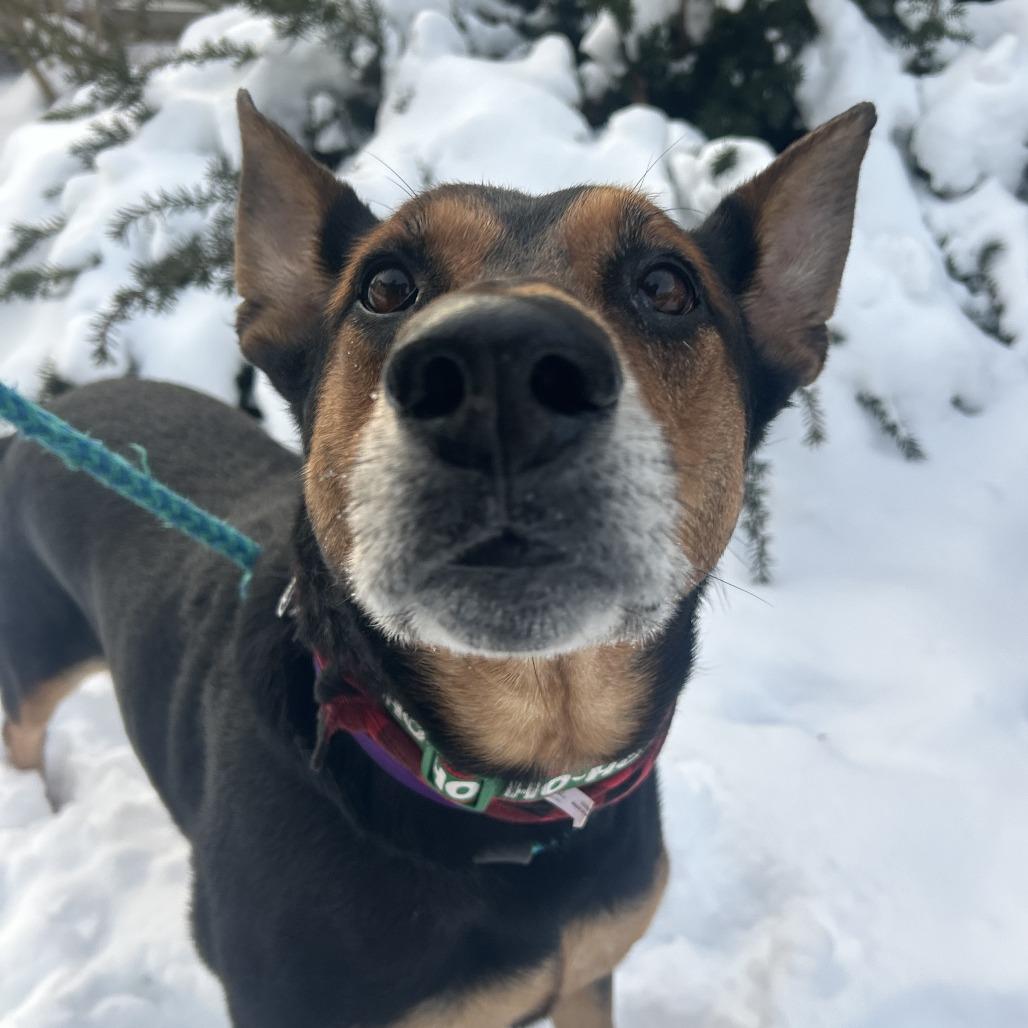 Foley, a Adoptable mixed breed image 3/6