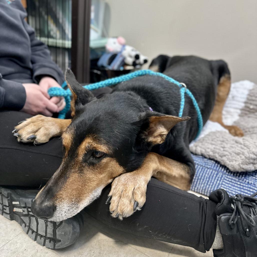 Foley, a Adoptable mixed breed in Bedford, NH image 2/6